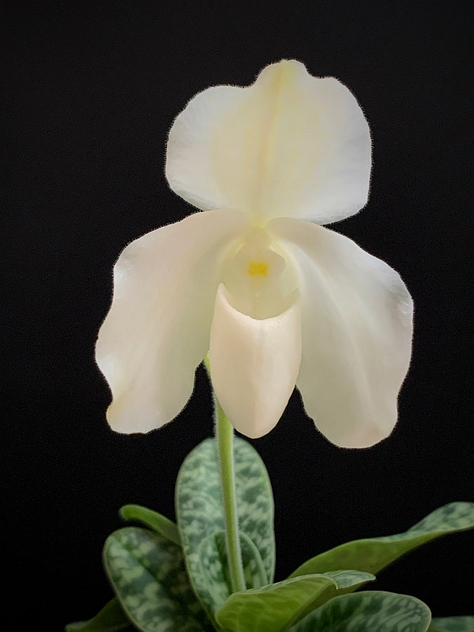 Paphiopedilum ang-thong var. alba x sib