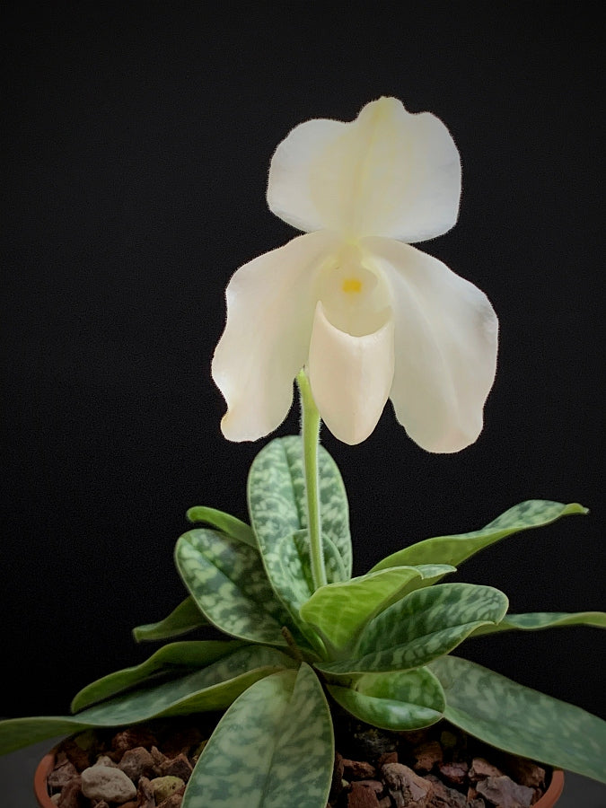 Paphiopedilum ang-thong var. alba x sib