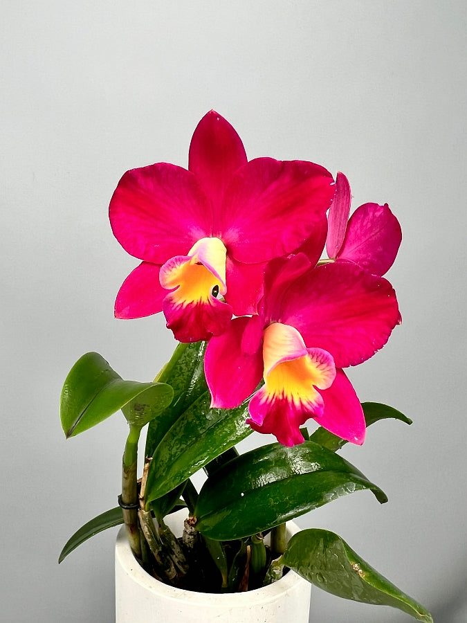 Slc. Pink Happiness x Cattlianthe Chief Berry 'Berry'