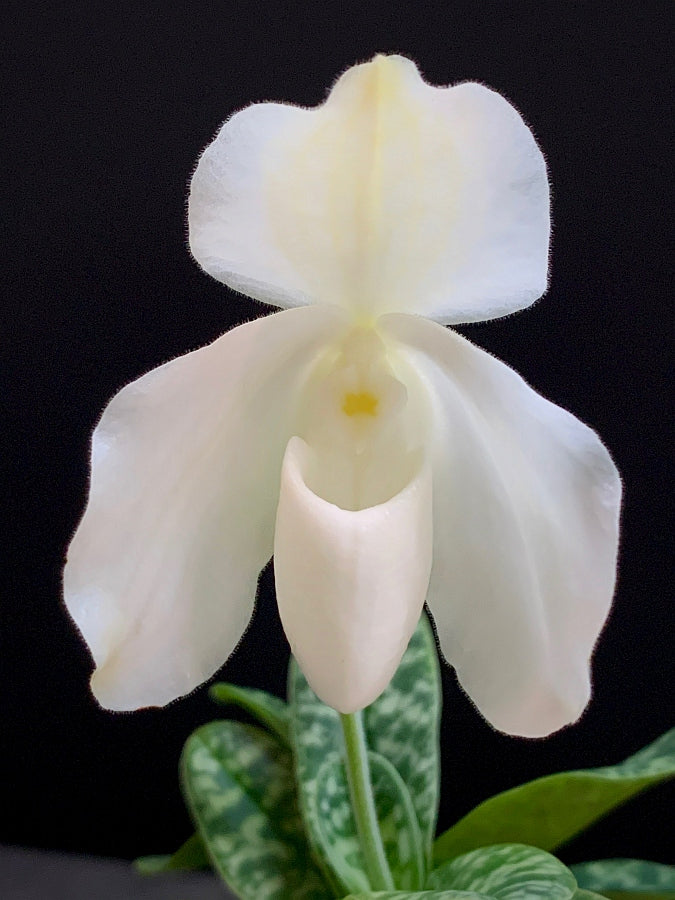 Paphiopedilum ang-thong var. alba x sib