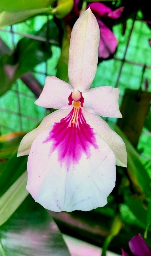 Miltonia spectabilis moreliana var. semi alba