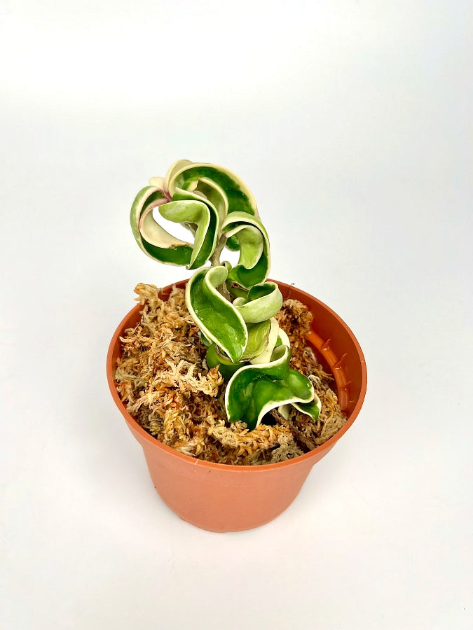 Hoya compacta variegata