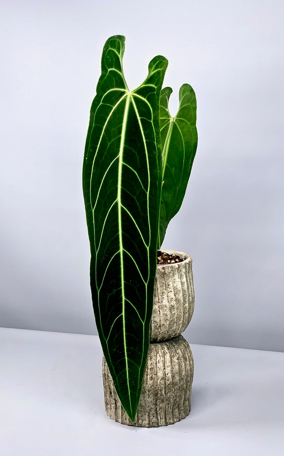 Anthurium Walocqueanumワロクアナム - jkc78.com