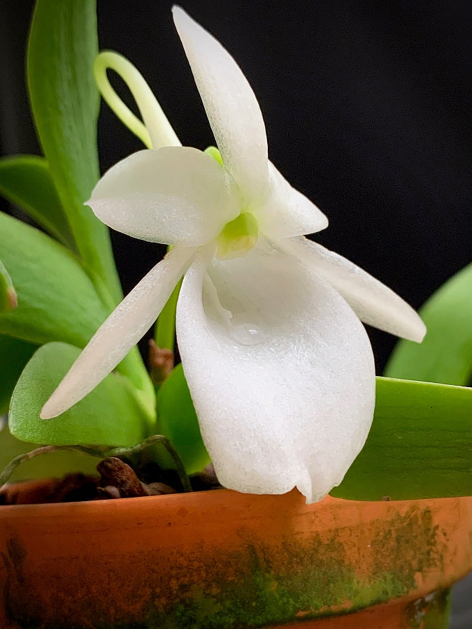 Angraecum leonis "Big Plant"