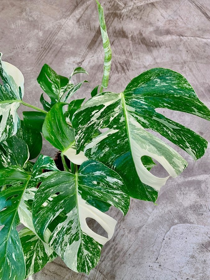 monstera deliciosa albo variegata kaufen Monstera deliciosa Variegata albo
