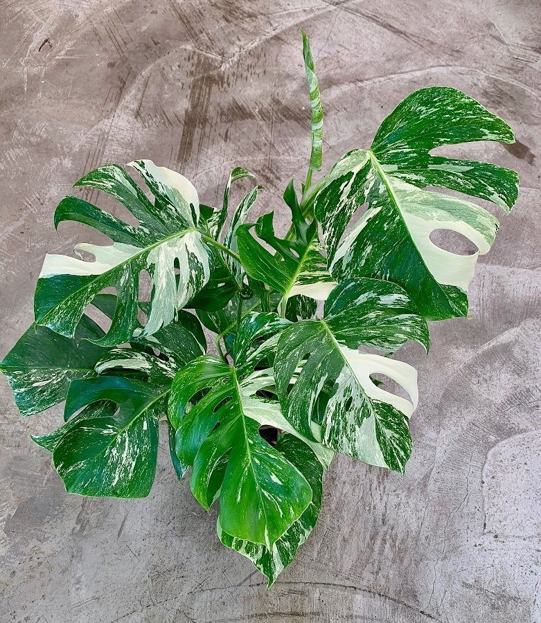 philodendron monstera deliciosa variegata Monstera deliciosa Variegata albo (5-6 leaves)