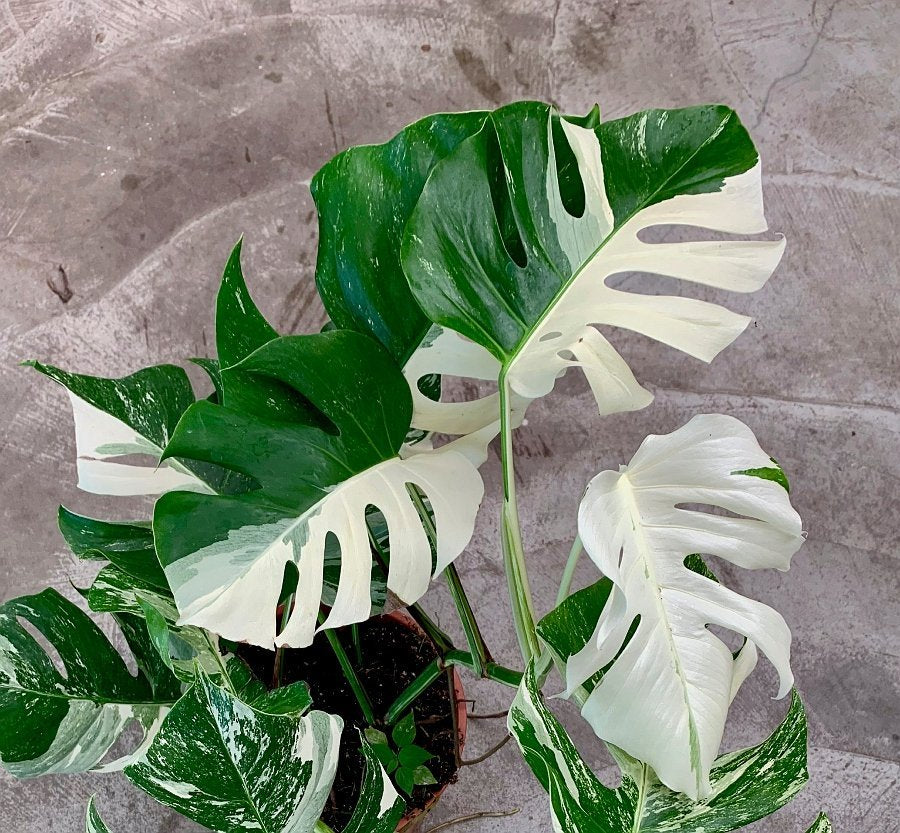 Monstera Variegata (limited selection Half Leaves) Half Green, White
