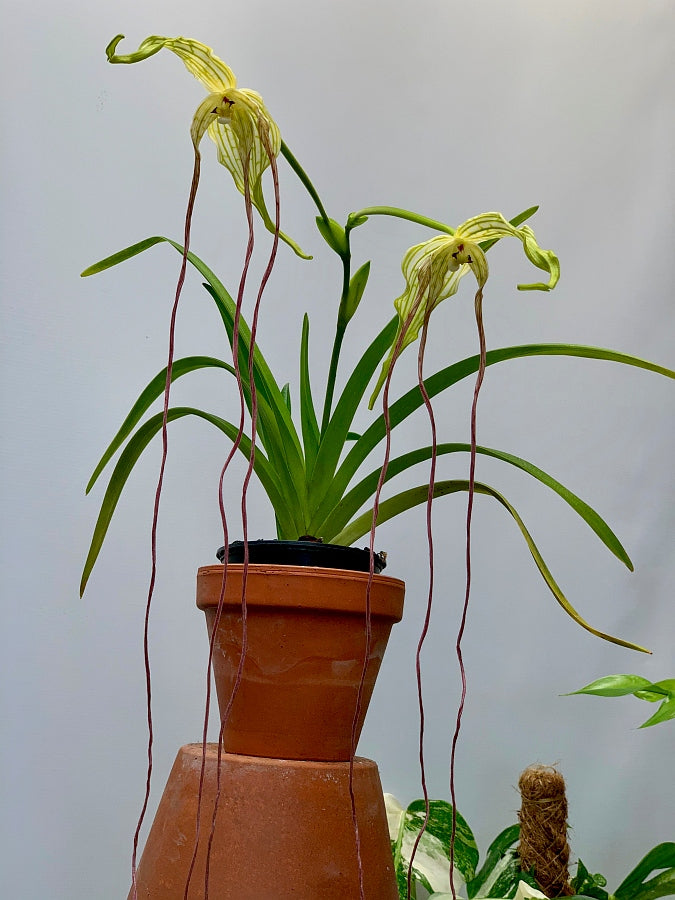 Phragmipedium lindenii ''Venezuela''