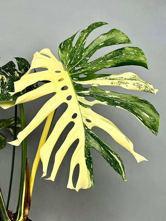 Monstera Thai Constellation "Half Moon" (Small Size)