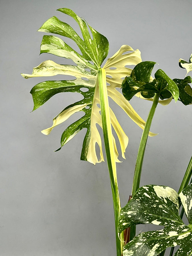 Monstera Thai Constellation "Half Moon" (Small Size)