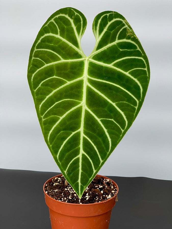 Anthurium Regale (Großer Kofferraum)