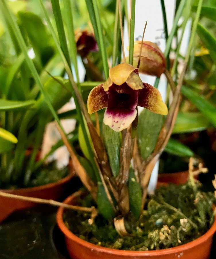 Maxillaria atrosanguinea ‘Big Pant’