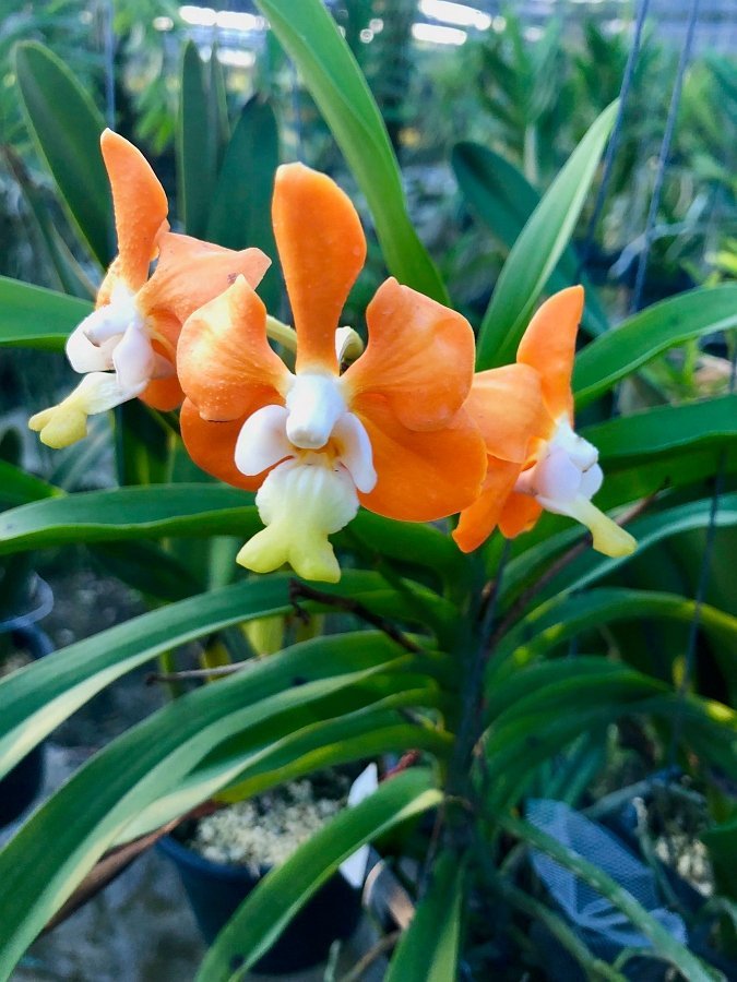 Vanda denisoniana var. Orange