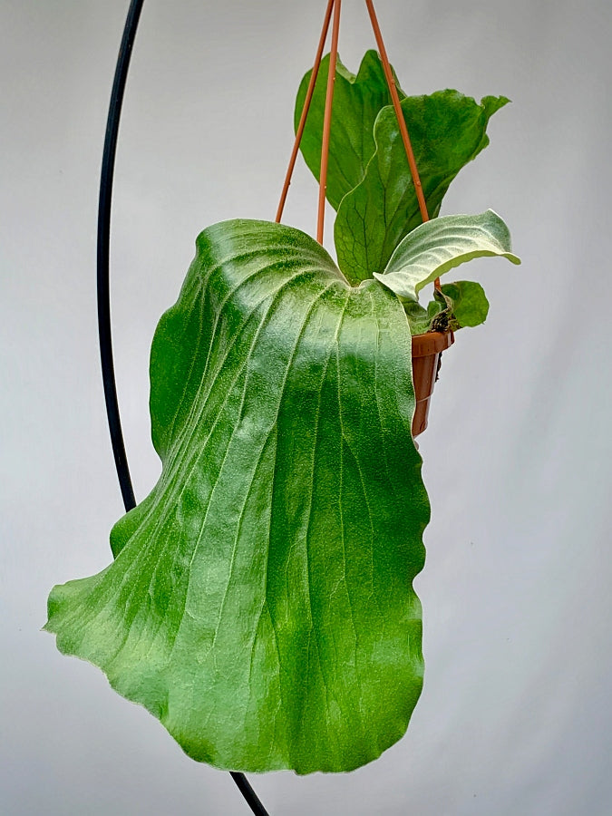 Platycerium elephantotis