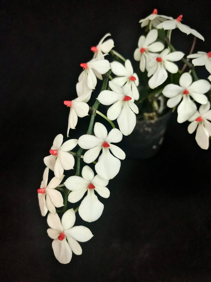 Aerangis rhodosticta