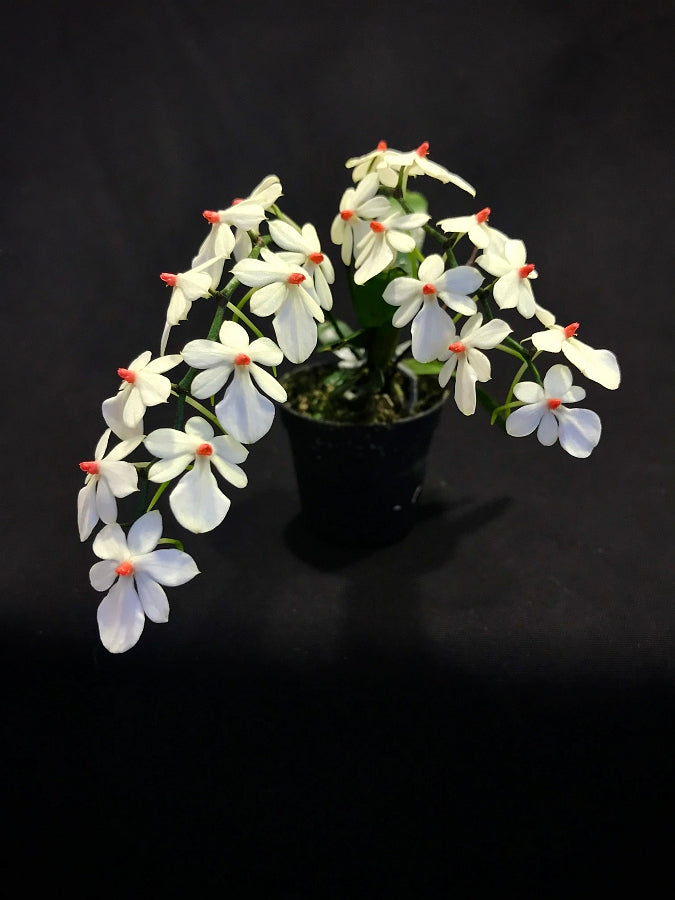 Aerangis rhodosticta