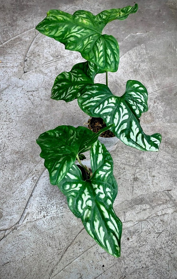 Cercestis mirabilis (Big Plant)