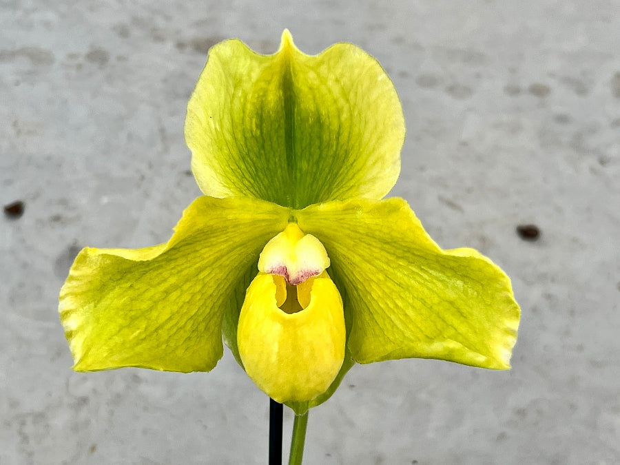 Paphiopedilum Sorcerer's Stone x malipoense