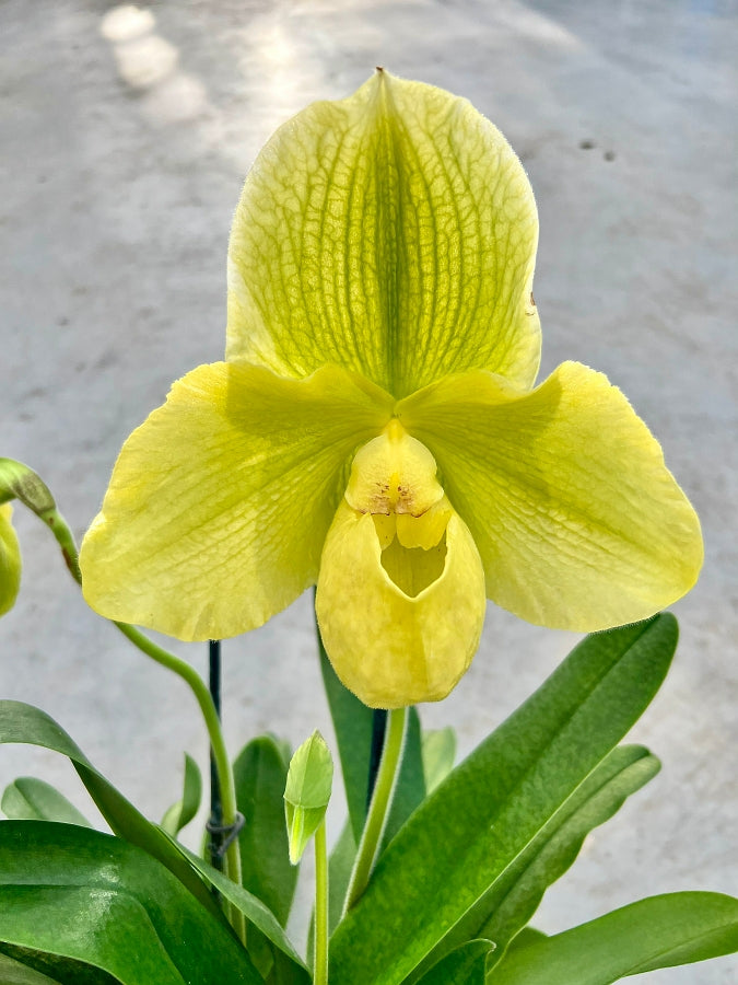 Paphiopedilum Hexenstein x malipoense
