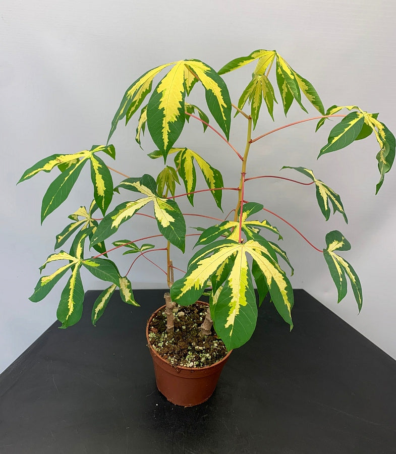 Manihot esculenta (Small Plant)