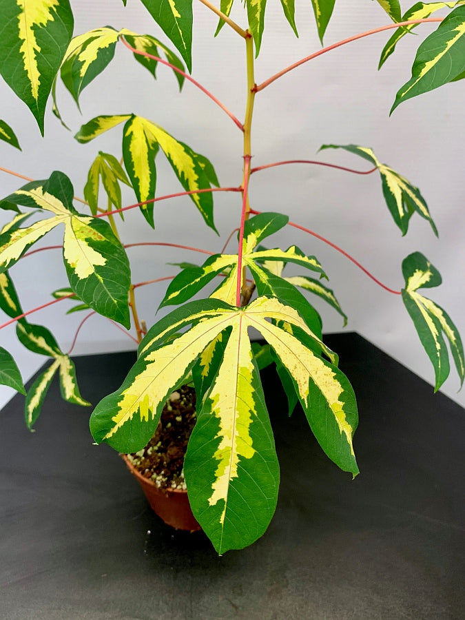 Manihot esculenta (Small Plant)