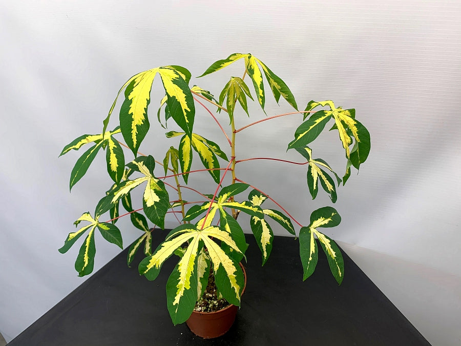 Manihot esculenta (Small Plant)