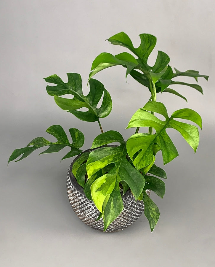 Monstera minima variegated (3-5 Leaves)