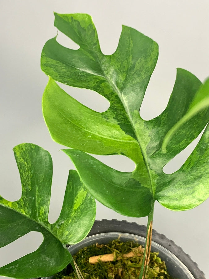 Monstera minima variegated (3-5 Leaves)