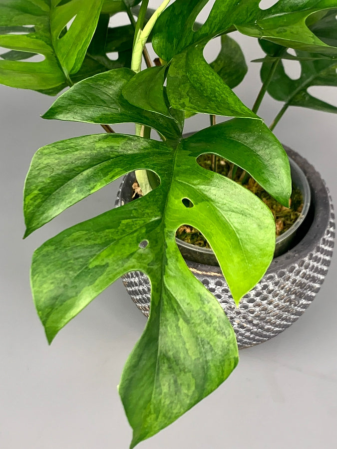 Monstera minima variegated (3-5 Leaves)