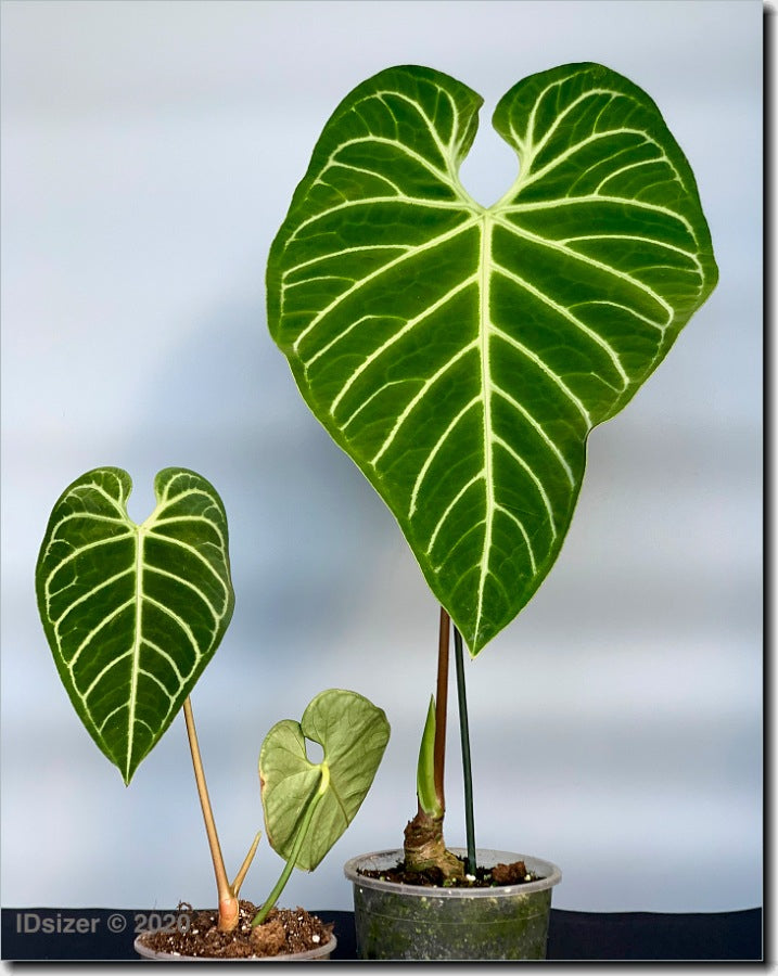Anthurium Regale (Großer Kofferraum)