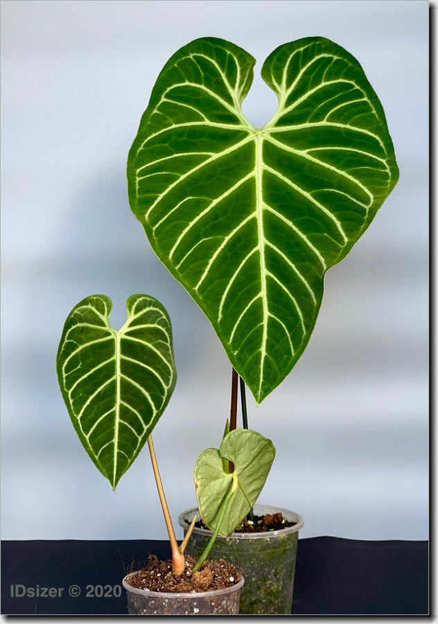 Anthurium Regale (Großer Kofferraum)