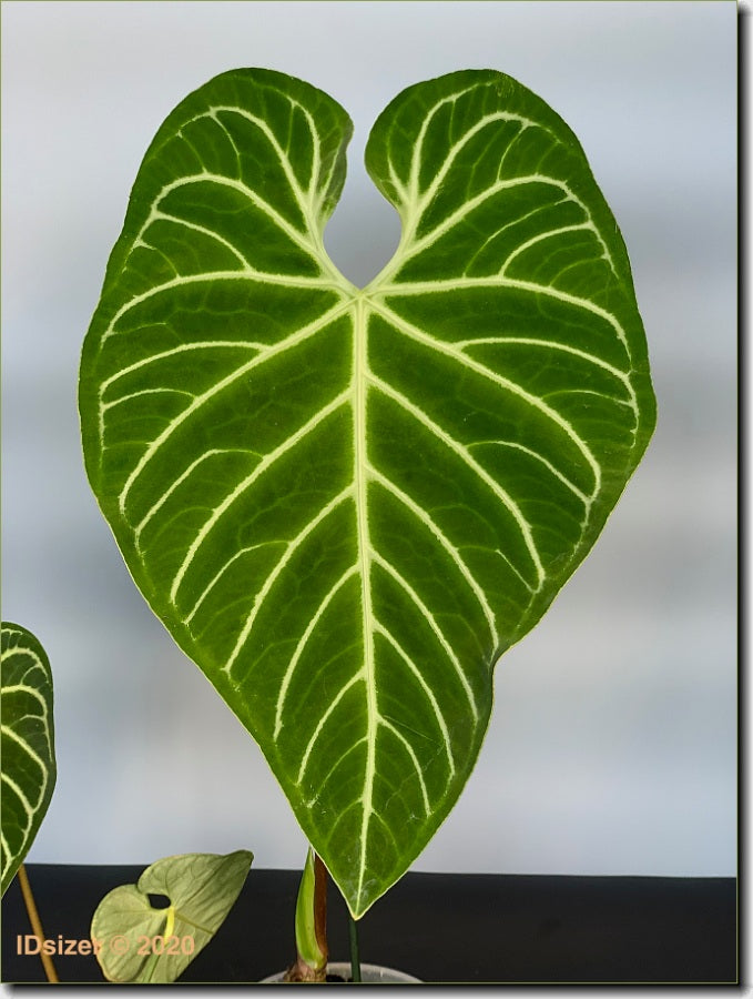 Anthurium Regale (Großer Kofferraum)