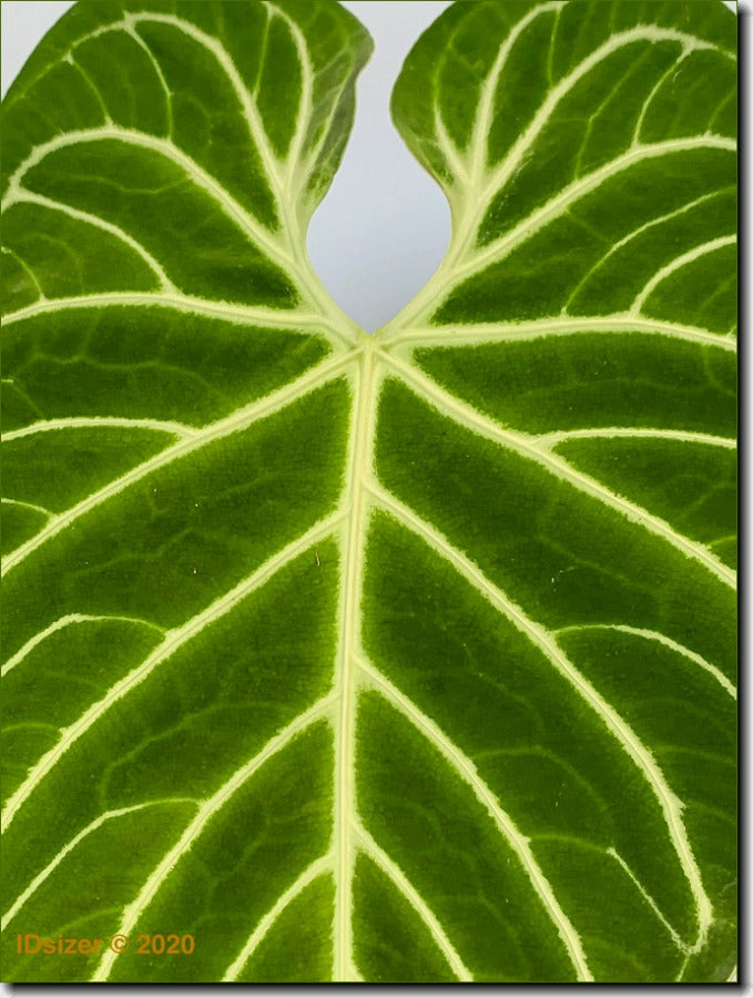 Anthurium Regale (Großer Kofferraum)