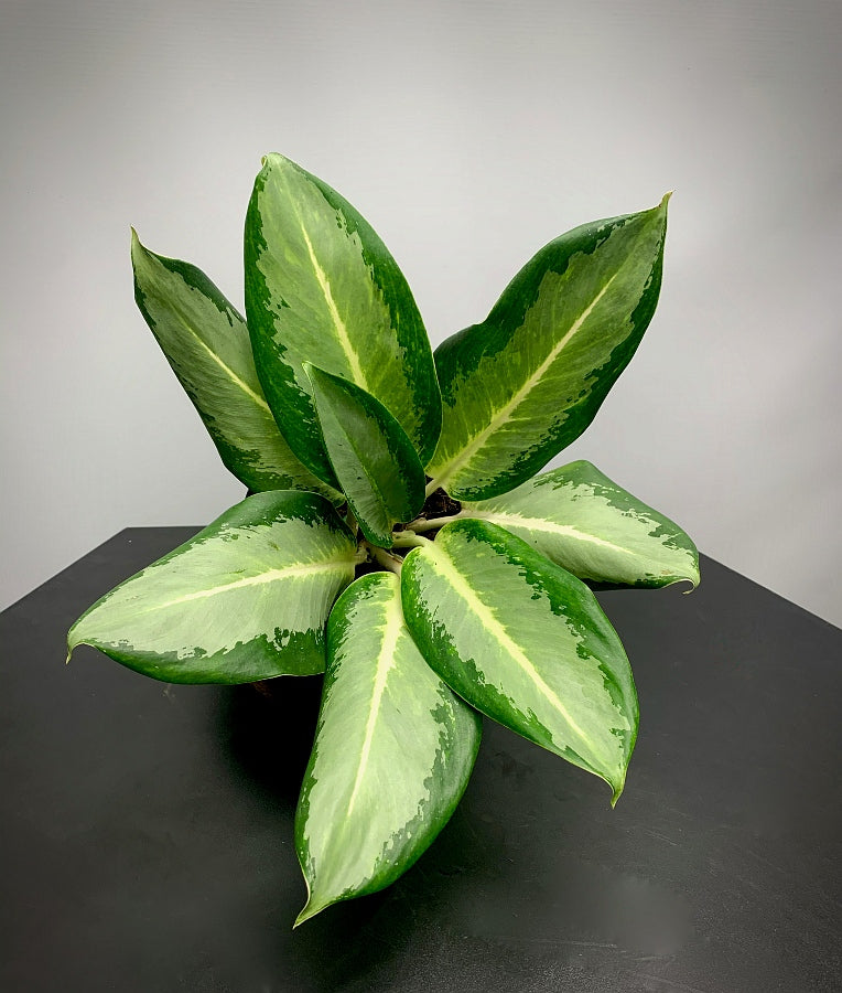 Aglaonema "Kan Kluay"