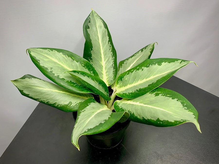 Aglaonema "Kan Kluay"