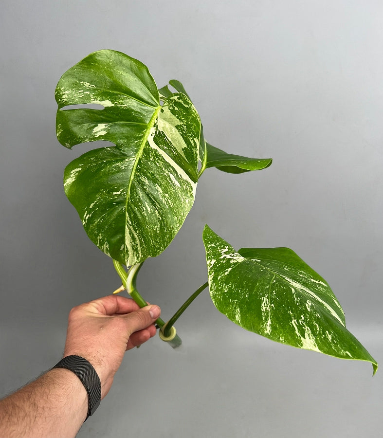 Monstera deliciosa Variegata Albo (Fresh Head Cutting, 2 leaves on the