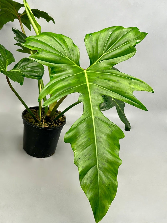 Philodendron "Golden Dragon" Variegata/GRÜN