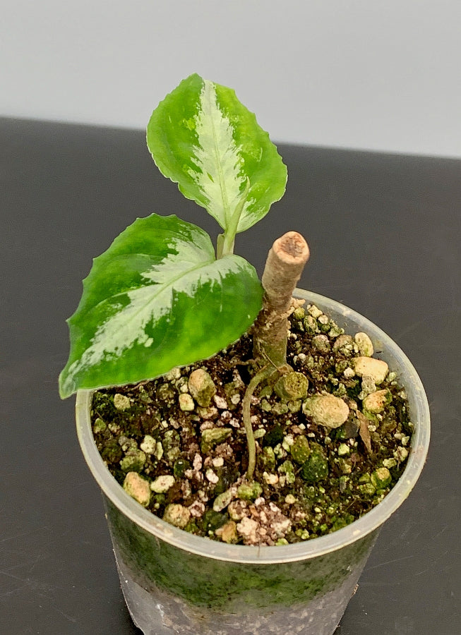 Aglaonema pictum "Bicolor"