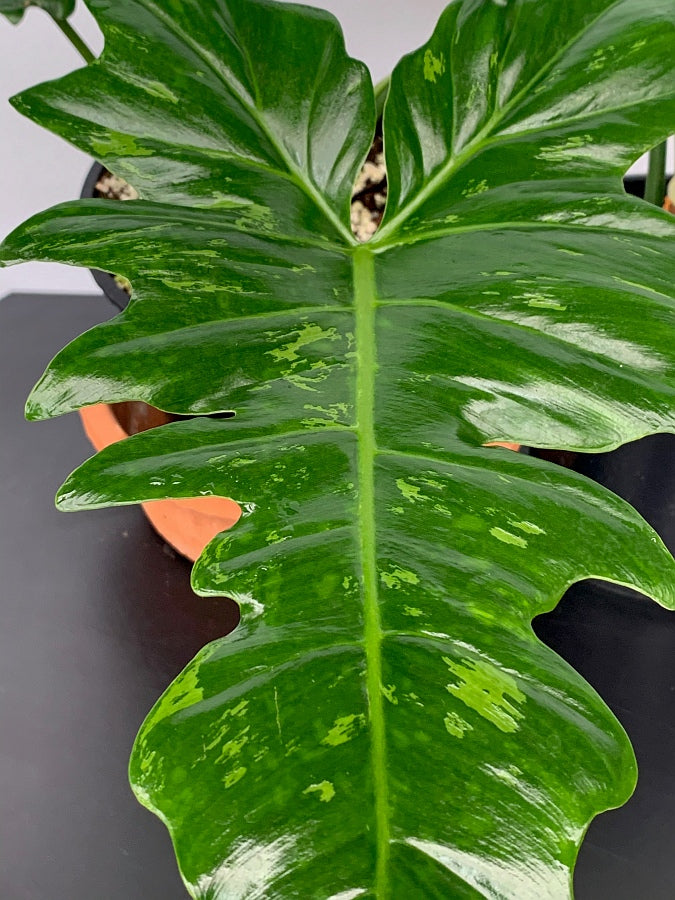 Philodendron Camouflage