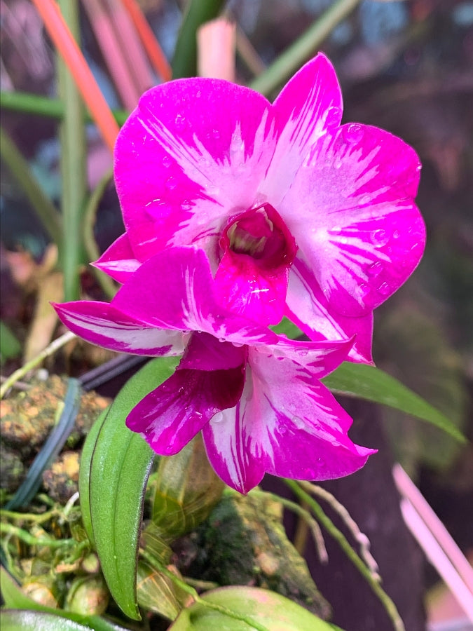 Dendrobium Enobi Stripe Pink Splash x Dendrobium Enobi Stripe Purple Splash