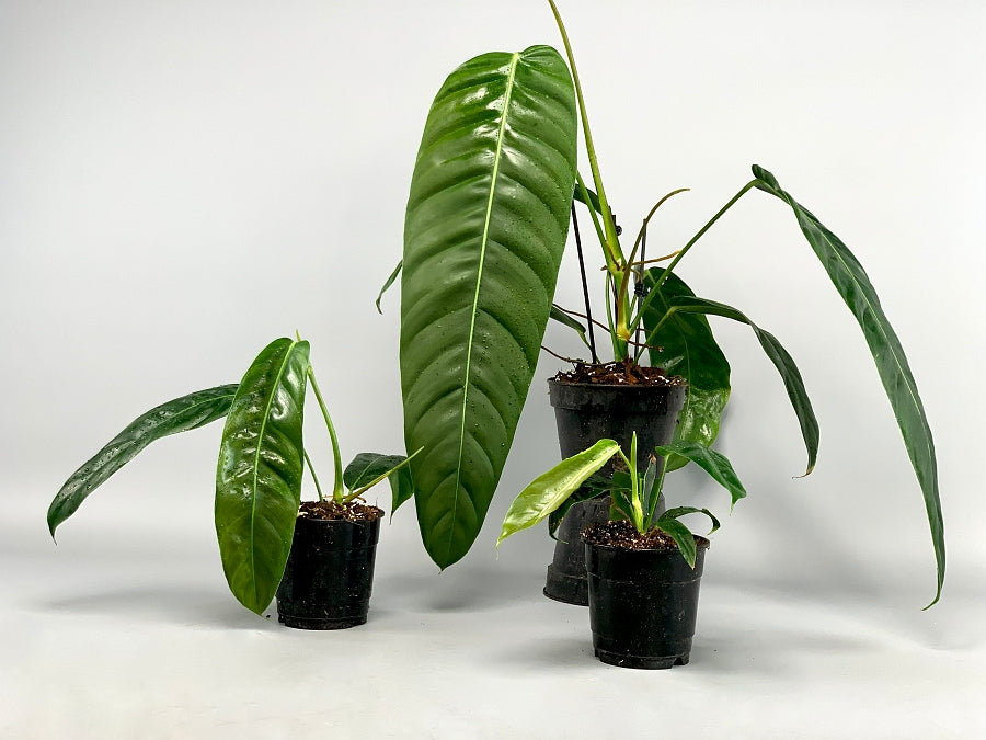Philodendron patriciae ''Small Leaves''