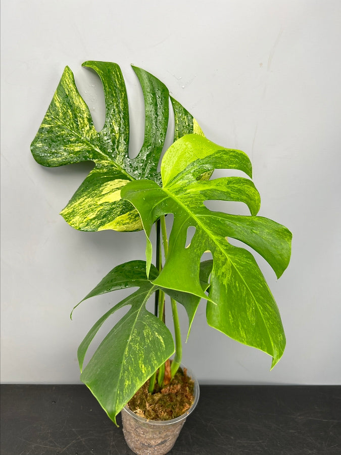 Monstera deliciosa borsigiana variegata aurea (2/3 Leaves)