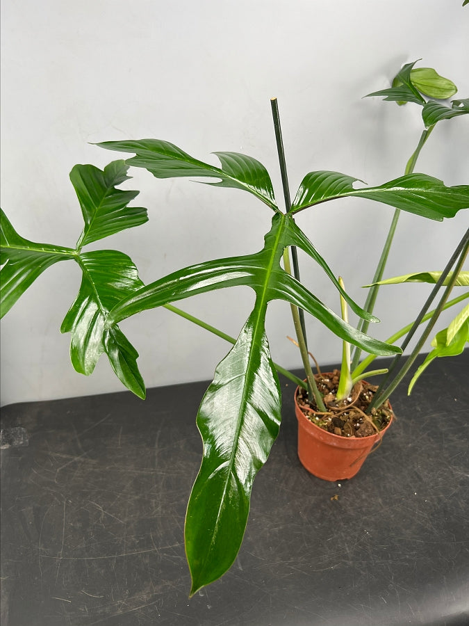 Philodendron quercifolium