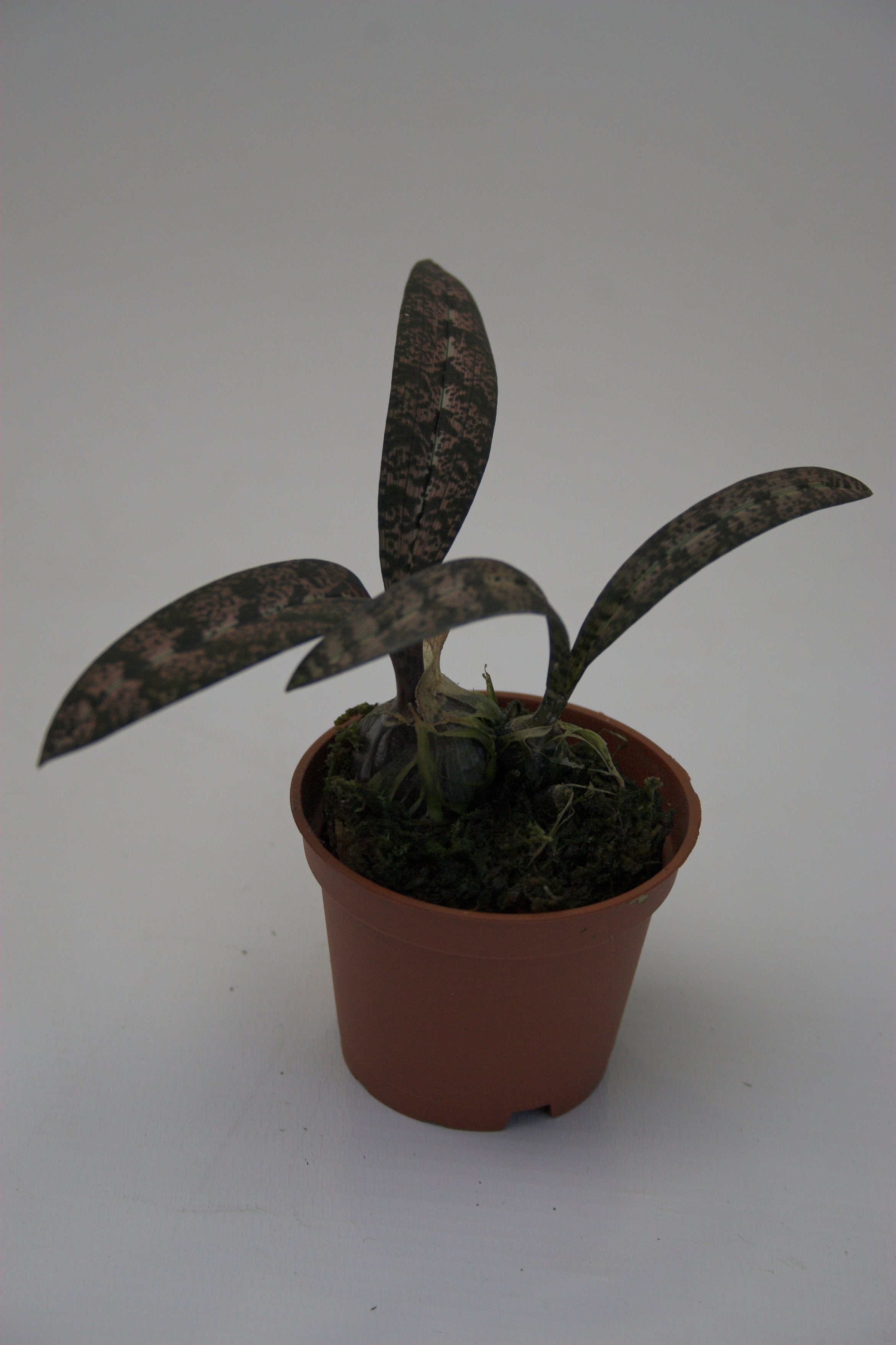 Oeceoclades spathulifera (Schlangenknabenkraut)