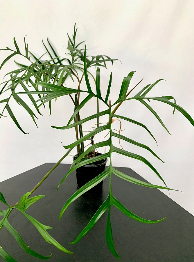 Philodendron polypodioides "Brasilien"