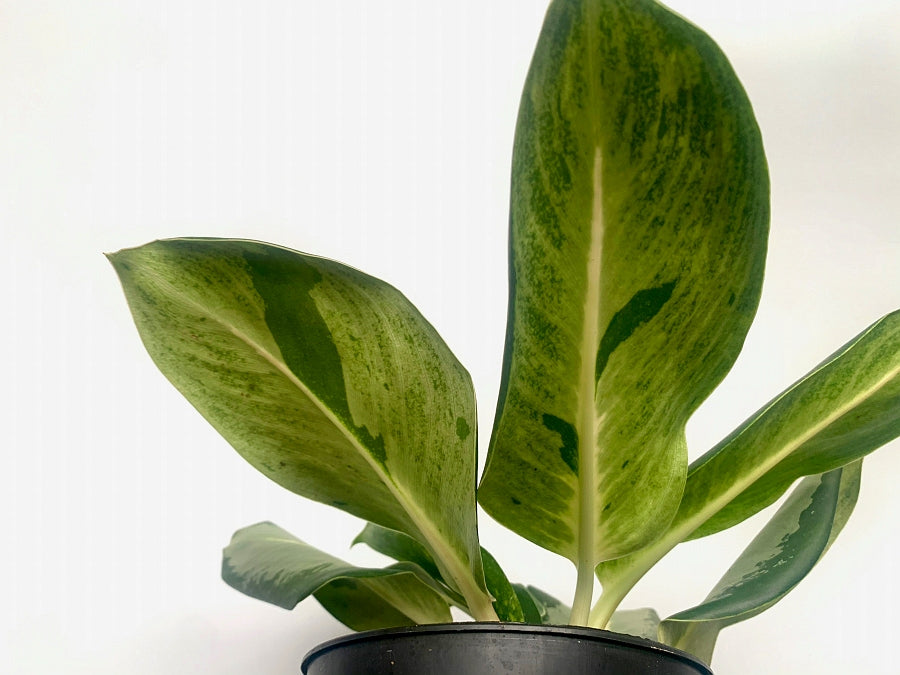 Aglaonema "Kan Kluay"