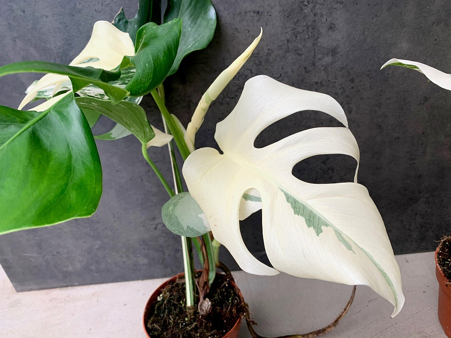 Monstera deliciosa Variegata albo ''Almost Full Moon '' (3 leaves)