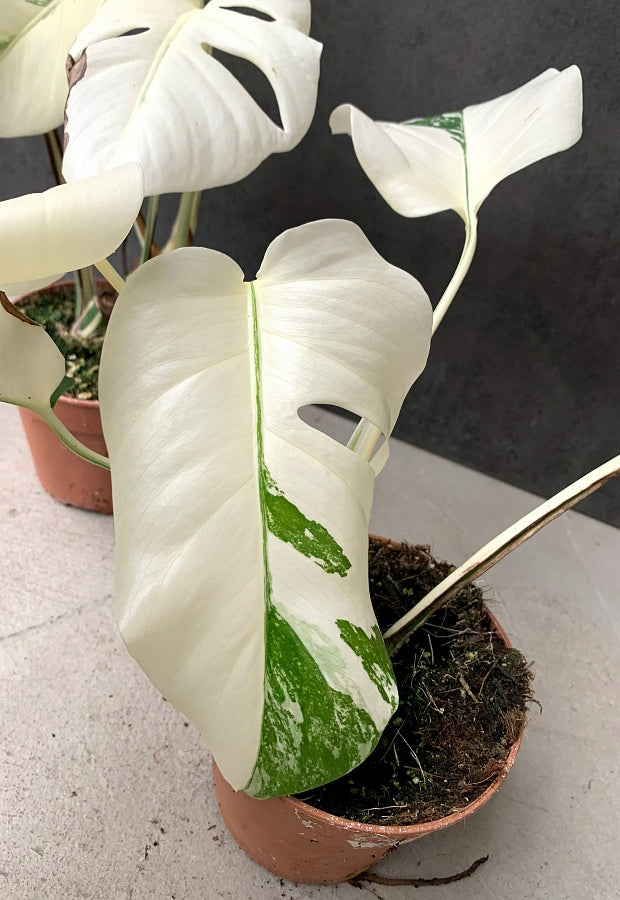 Monstera deliciosa Variegata albo ''Almost Full Moon '' (3 leaves)