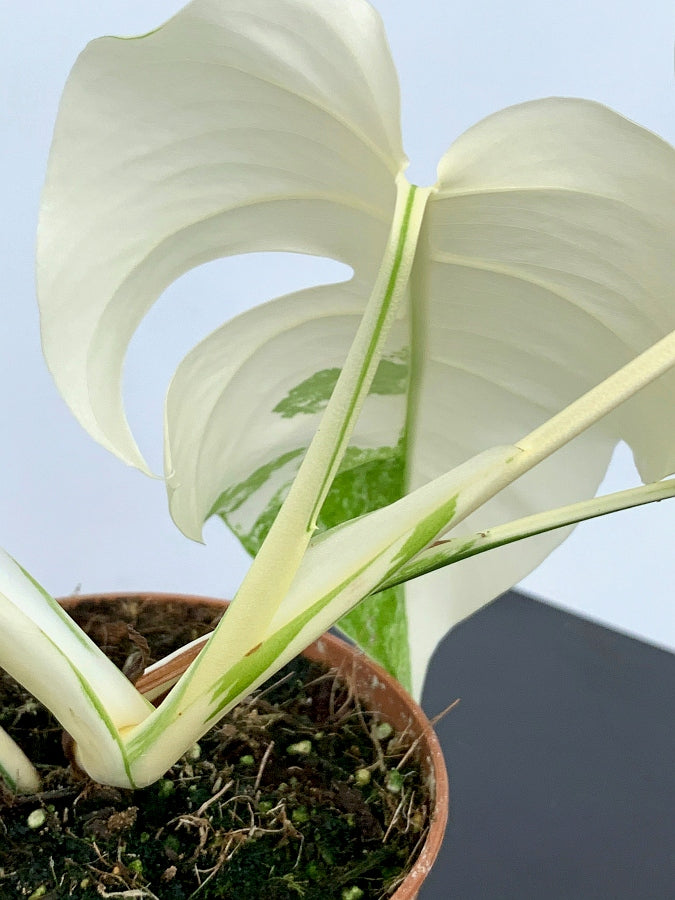 Monstera deliciosa Variegata albo ''Almost Full Moon '' (3 leaves)