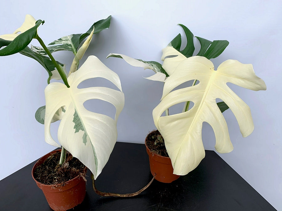 Monstera deliciosa Variegata albo ''Almost Full Moon '' (3 leaves)